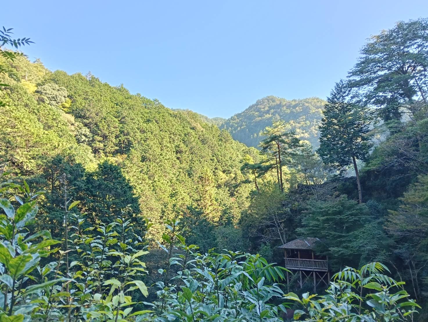 木々の間に建つ木のやぐらのような展望台